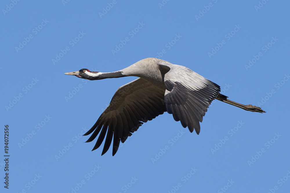 Obraz premium Common crane (Grus grus)