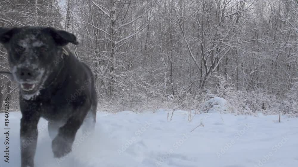 the dog sports in the snow. black labrador retriever dog runs through the snow to the camera in the forest the dog sports in the snow. black labrador retriever dog runs through the snow to the camera in the forest