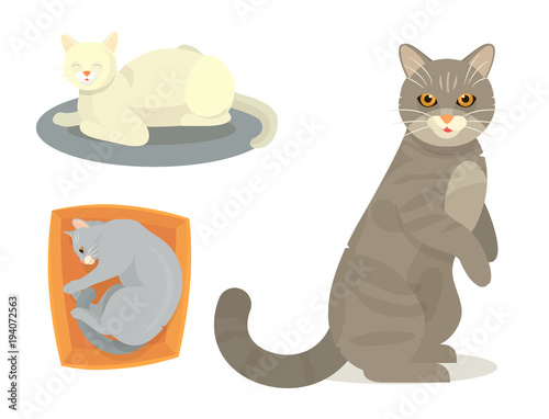 Different cat cute kitty pet cartoon cute animal cattish character set catlike illustration