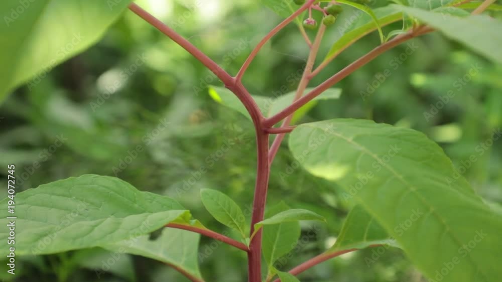 American pokeweed plant red stem and leaves blowing in the wind with it vibrant green foliage and bright red purple stems, high definition movie clip stock footage. American pokeweed plant red stem and leaves blowing in the wind with it vibrant green foliage and bright red purple stems, high definition movie clip stock footage.