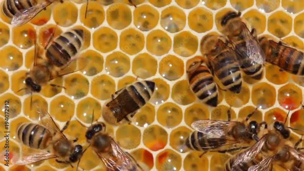 Bees take nectar from honeycomb to transform it into honey. Bees take nectar from honeycomb to transform it into honey.