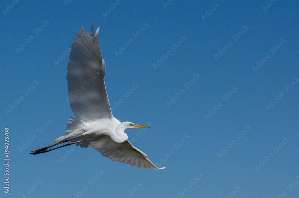 Egret in Flight Egret in Flight