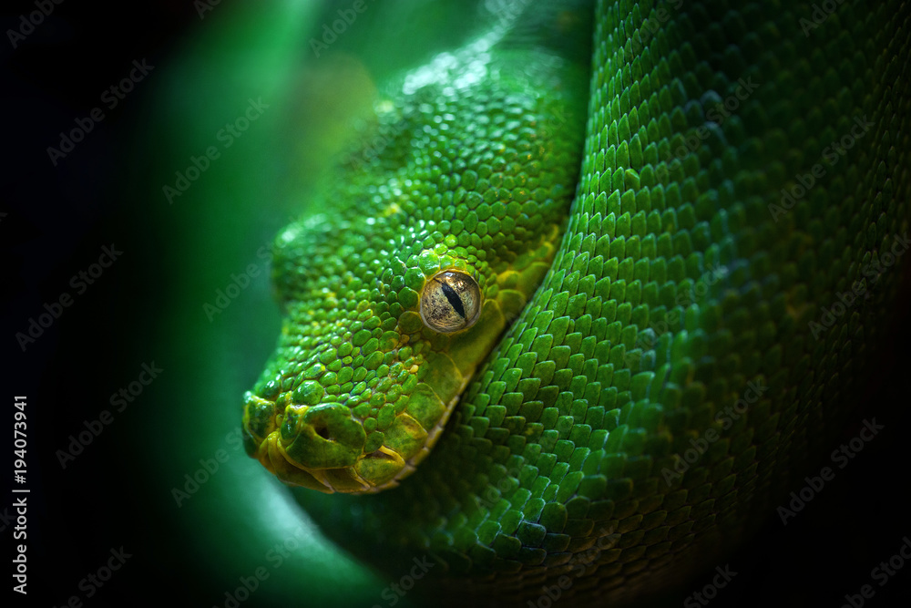 Fototapeta premium The head of the green boa.