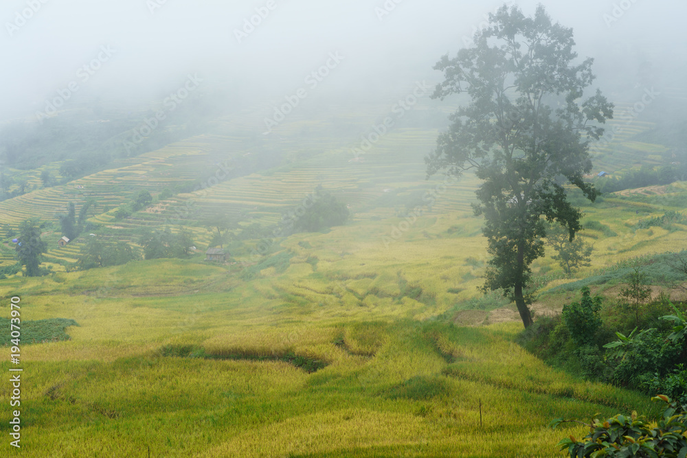 Obraz premium Terraced rice field landscape in harvesting season with low clouds in Y Ty, Bat Xat district, Lao Cai, north Vietnam