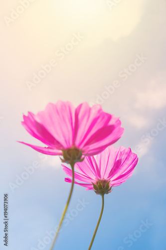 Cosmos  Mexican aster