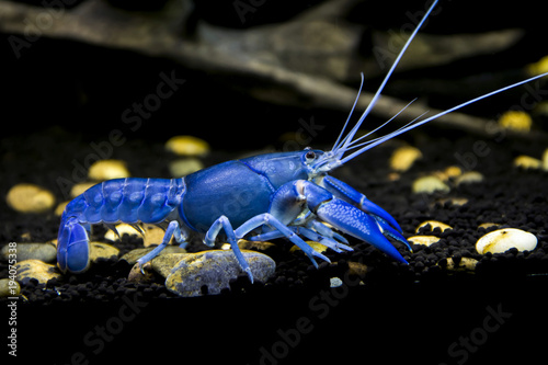 Crayfish Cherax destructor