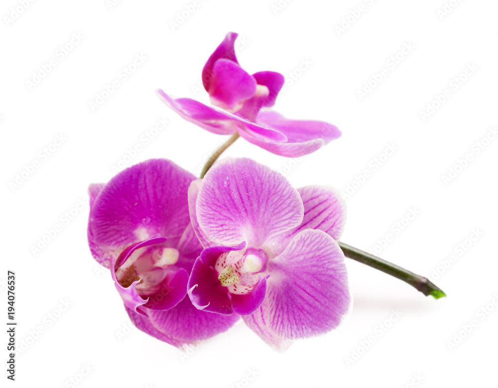 orchid isolated on white