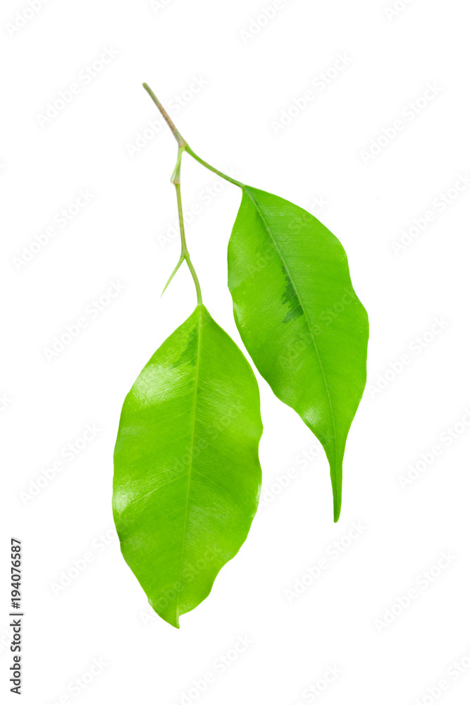 Obraz premium leaf isolated on white
