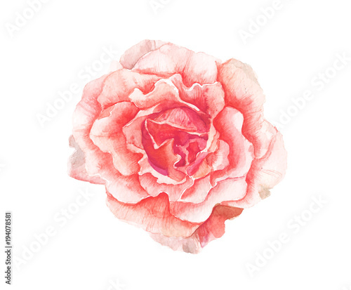 Naklejka na ścianę Akwarela kwiatu różowy obraz na białym tle