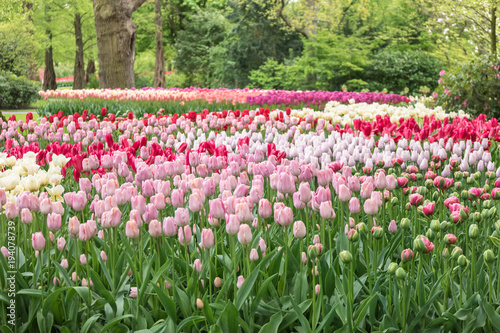 Wallpaper Mural Spring tulip field in garden, Amsterdam, Netherlands Torontodigital.ca