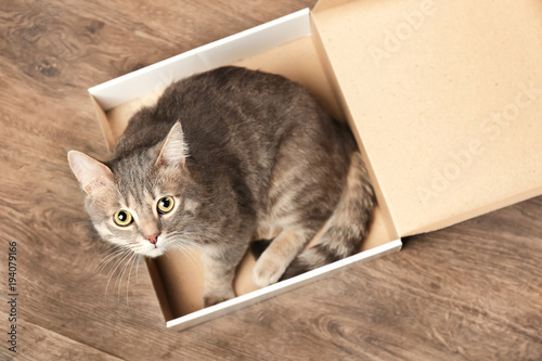 Fototapeta Naklejka Na Ścianę i Meble -  Funny overweight cat in pizza box on wooden floor