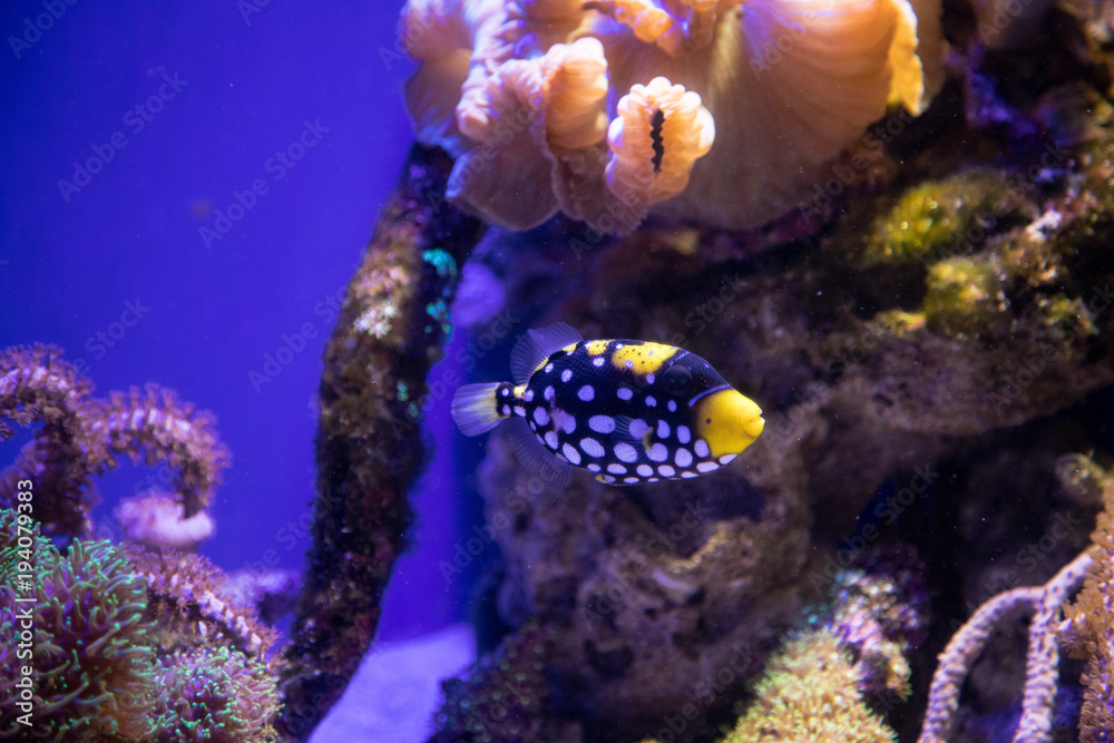 深海魚2 深海魚2