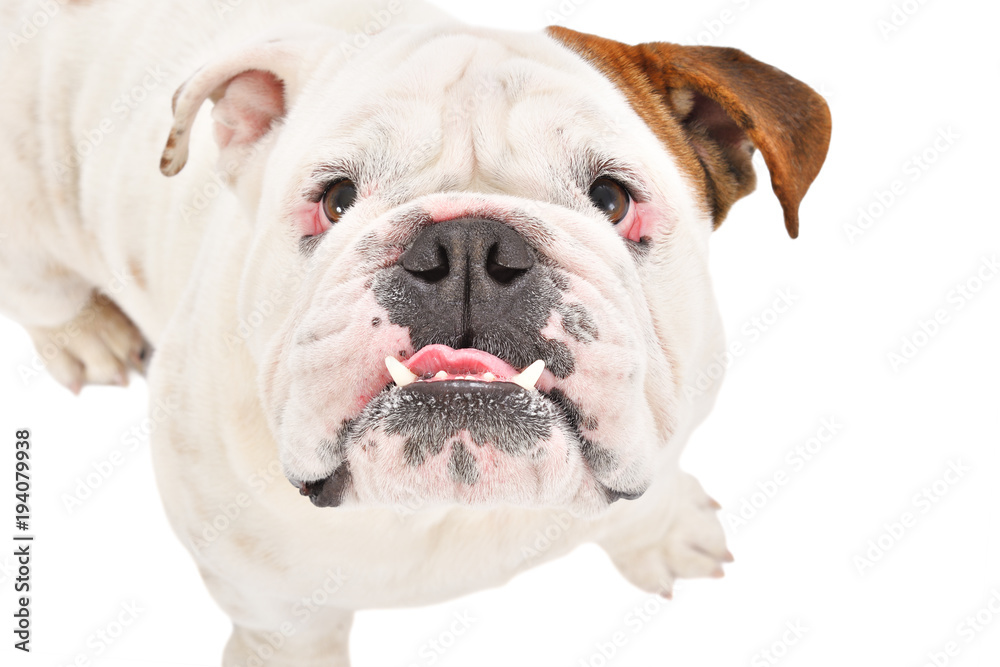 Portrait of funny English bulldog, closeup, top view, isolated on white background