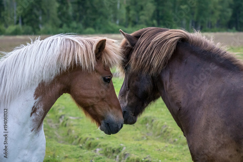 Two Icelandic horse close and tender against each other