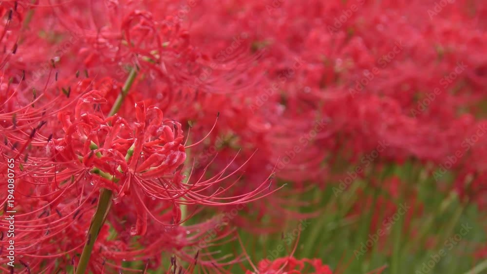 雨に濡れたマンジュシャゲの花花 雨に濡れたマンジュシャゲの花花