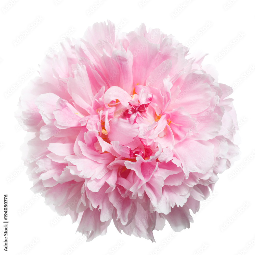 Gently pink peony isolated on white background.