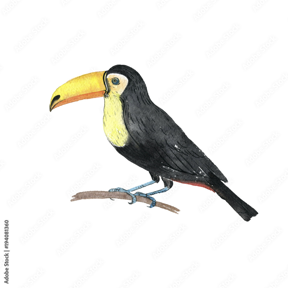 Obraz premium watercolor drawing toucan