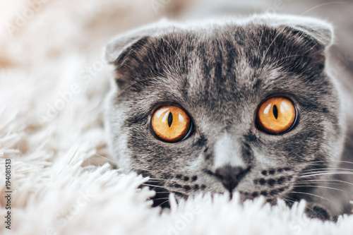 Cute Scottish Fold cat lays on the scratching pad. Animal portrait
