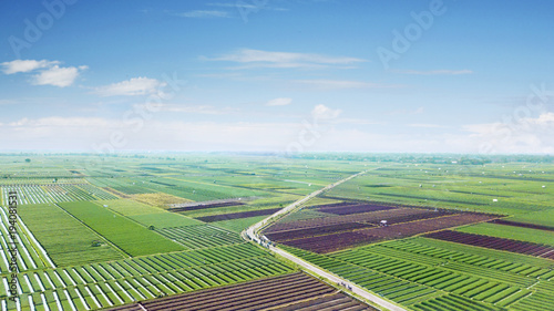 Beautiful scenery of red onion farmland photo