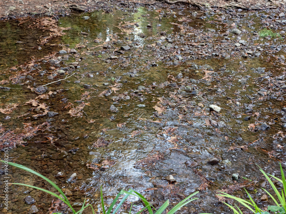Fototapeta premium Close up of shallow creek in woods