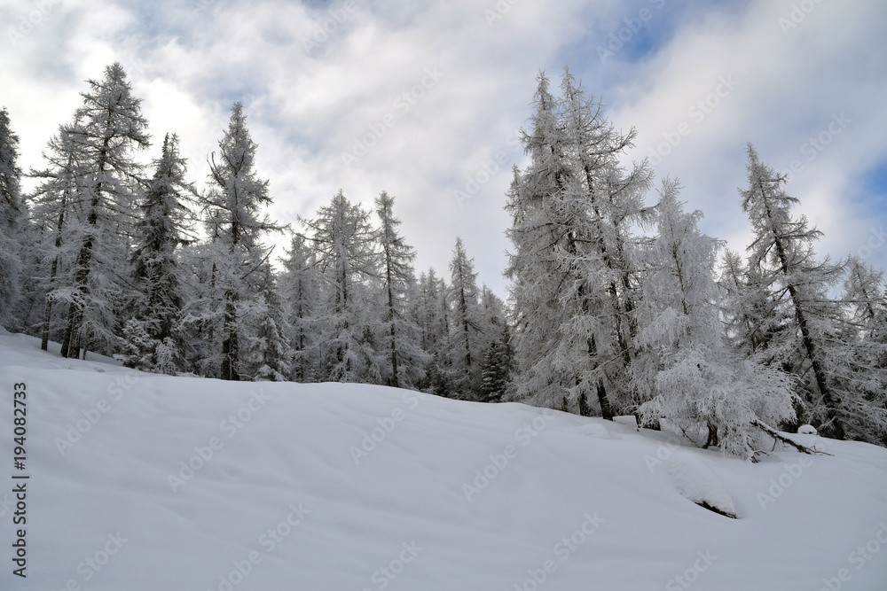 Bellissimi alberi ricoperti di soffice neve Bellissimi alberi ricoperti di soffice neve