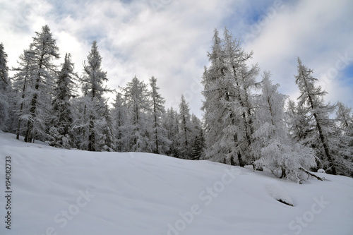 Bellissimi alberi ricoperti di soffice neve
