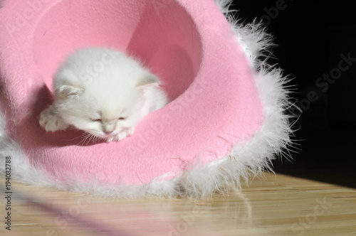 sitting in a pink hat, cute 4 weeks young kitten sitting in a pink hat