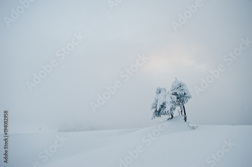 Lonely small pine trees covered by snow on mountain Chomiak. Beautiful winter landscapes of Carpathian mountains, Ukraine. Majestic frost nature. photo