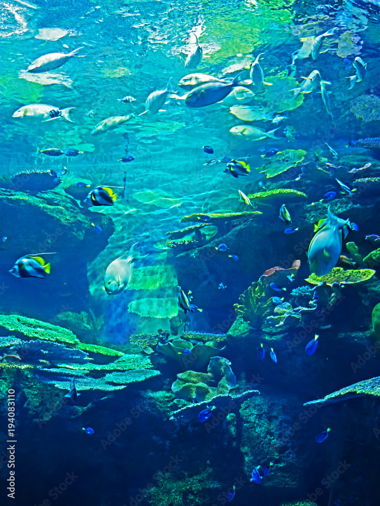 Beautiful Scene of Undersea Coral Reef with Sea Fish