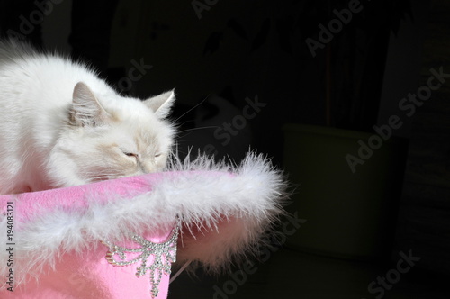 want to wear my pink hat, beautiful birma cat sitting in a pink cowboy hat