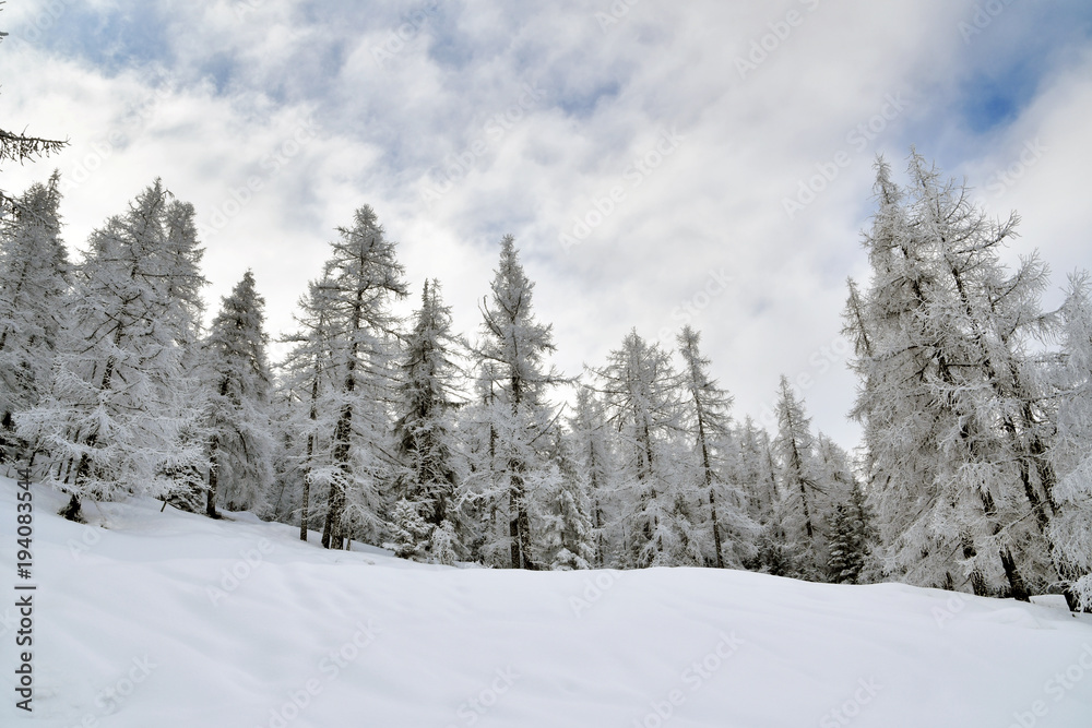 Bellissimi alberi ricoperti di soffice neve