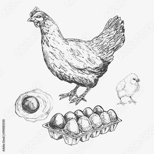Hen hand drawn illustration. Rural natural bird farming. Poultry business