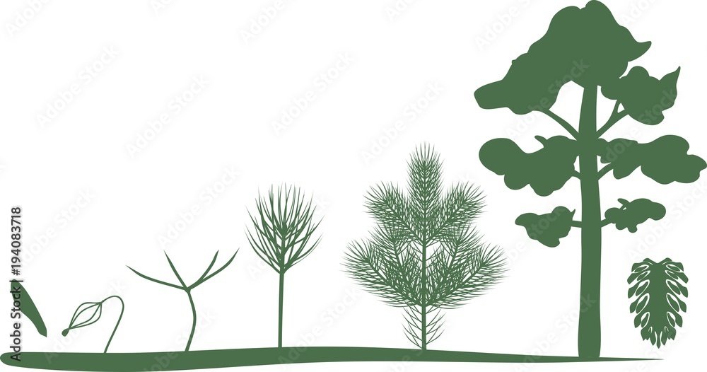 Green silhouettes of growth stages of pine from seed to mature tree - obrazy, fototapety, plakaty 