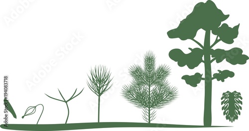 Green silhouettes of growth stages of pine from seed to mature tree