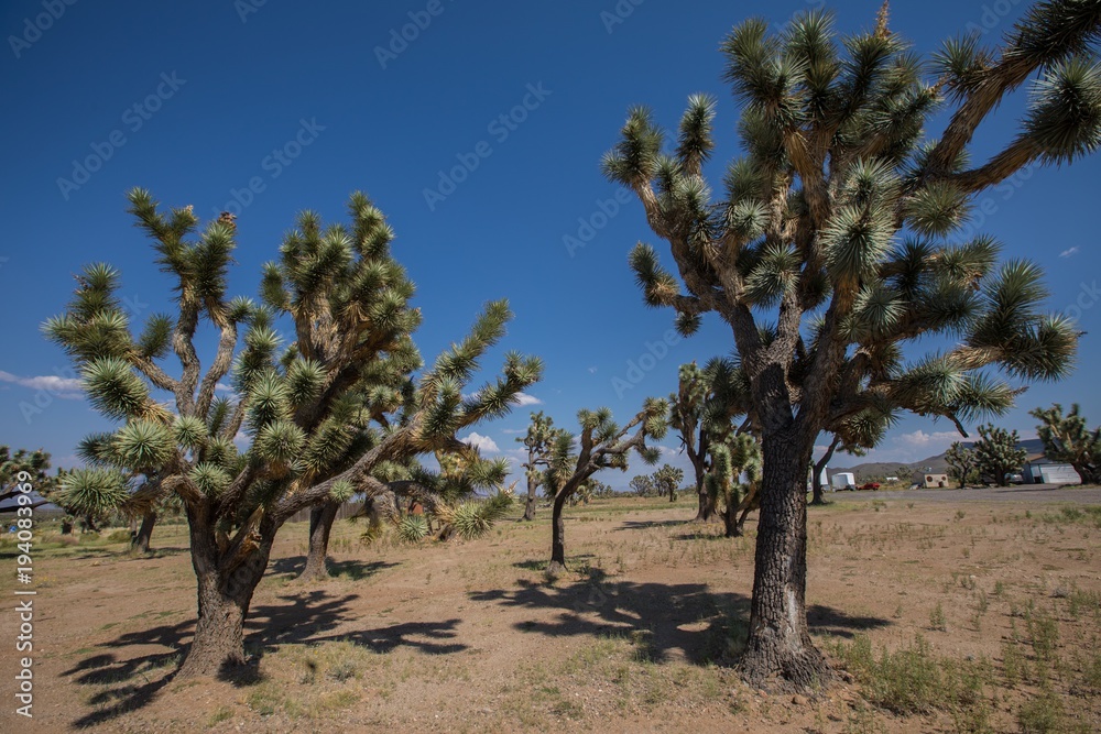 joshua,joshua tree,landscape,arizona,desert,desert landscape,