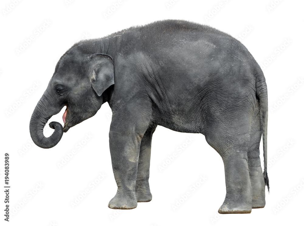 Walking baby elephant isolated on white background. Standing elephant full length close up. Female Asian grey elephant. Walking baby elephant isolated on white background. Standing elephant full length close up. Female Asian grey elephant.