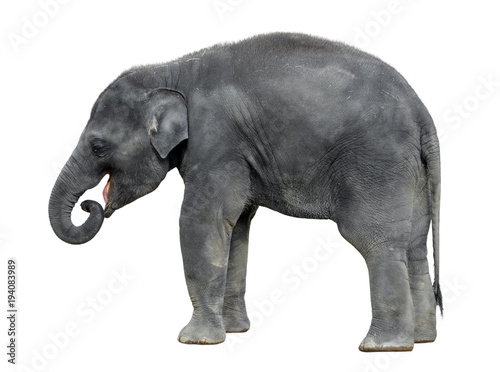 Walking baby elephant isolated on white background. Standing elephant full length close up. Female Asian grey elephant.  