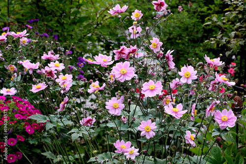 Japan-Herbst-Anemone in Pink 