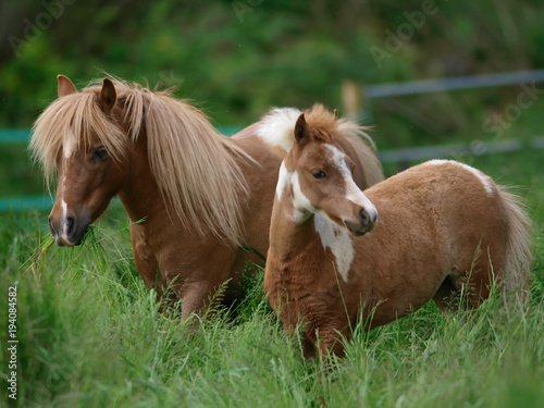 Miniature Mare and Foal