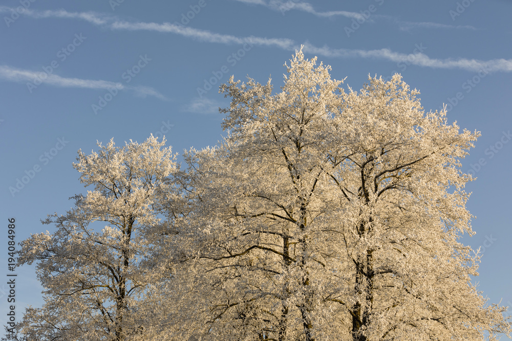 Treetops with hoarfrost against the sky on a freezing cold winter morning in Central Switzerland Treetops with hoarfrost against the sky on a freezing cold winter morning in Central Switzerland