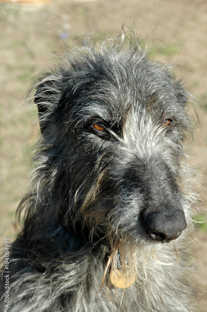 Front view of the tousled face of a Scottish Deerhound. Front view of the tousled face of a Scottish Deerhound.