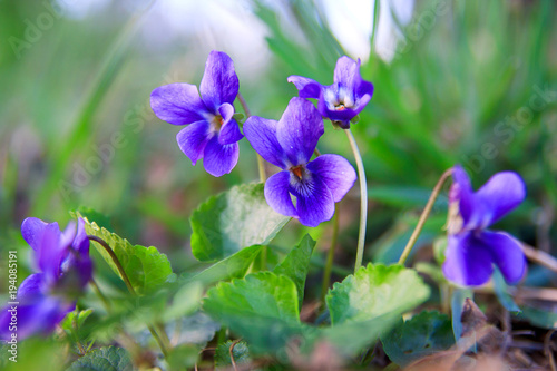 Wild forest violet in the spring forest. Blooming close-up. Nature background. photo