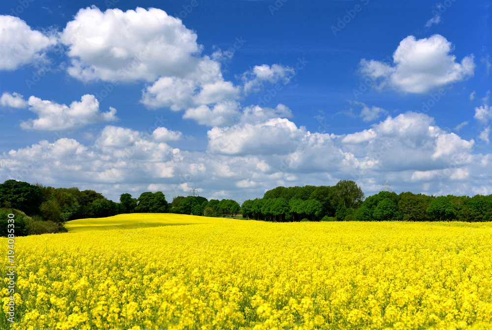 Landschaft im Frühjahr - Rapsblüte - 1624