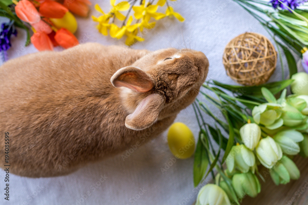 Naklejka premium Easter Bunny Rabbit in rufus color surrounded by springtime flowers on wooden board, top down view