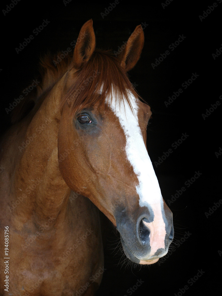 Naklejka premium Horse Head Shot