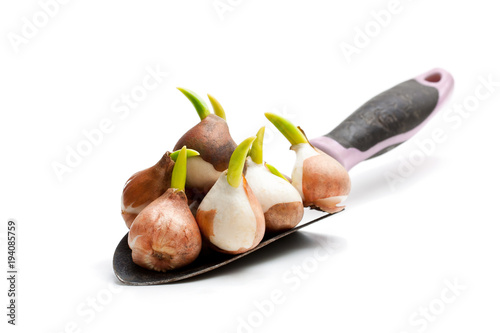 Fototapeta Naklejka Na Ścianę i Meble -  Garden  shovel full of tulip bulbs isolated on white