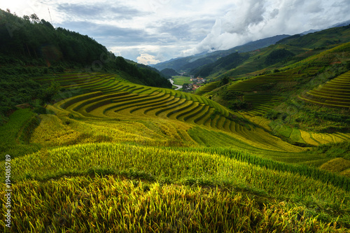 Terraced rice field in harvest season in Mu Cang Chai, Vietnam. © Hanoi Photography