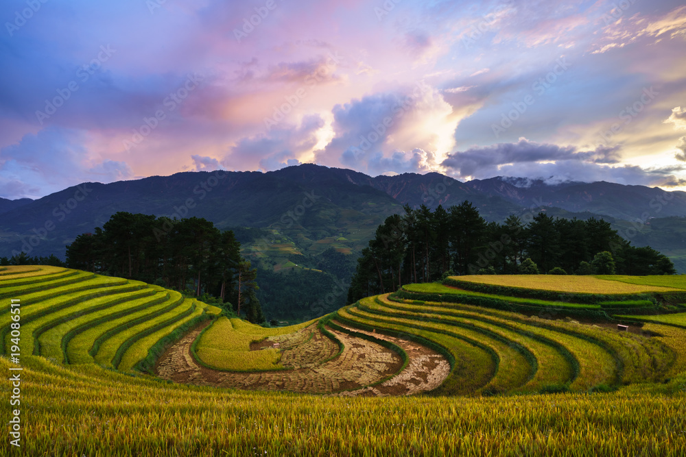 Terraced rice field in harvest season at sunset in Mu Cang Chai, Vietnam.