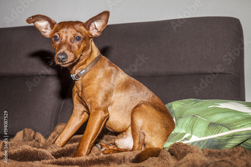 Miniature Pinscher looks straight at the camera. photo