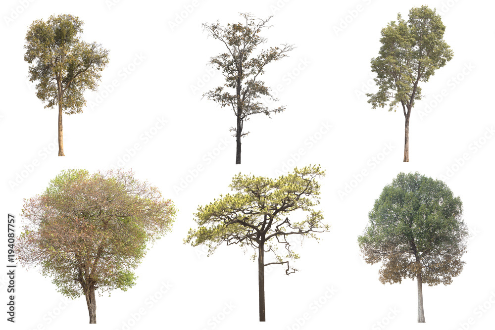 Fototapeta premium Collection of tree isolated on white background.